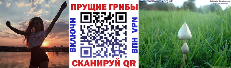 купить наркотики сайты  Ногинск  Псилоцибиновые грибы ЛСД 